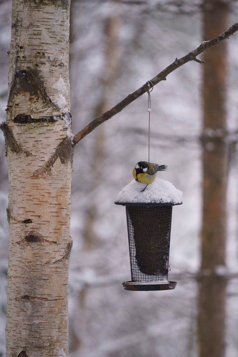 Bird photo